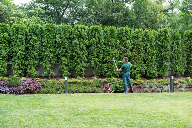 Leaf Removal in Butler, GA