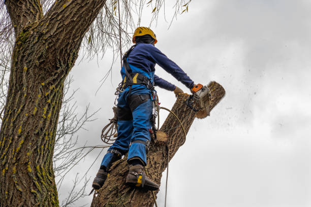 Best Leaf Removal  in Butler, GA