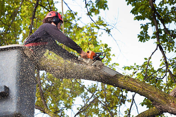 How Our Tree Care Process Works  in  Butler, GA